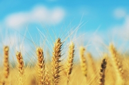 Pokrenut postupak protiv �akove�kih mlinova i Tvornice sto�ne hrane